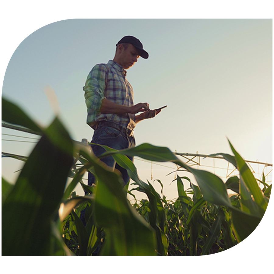 farmer using smartphone in corn field